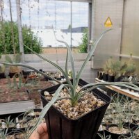 Yucca baileyi v.baileyi LZ 2086  (dw)