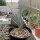 Yucca baileyi v.baileyi LZ 2086  (dw)