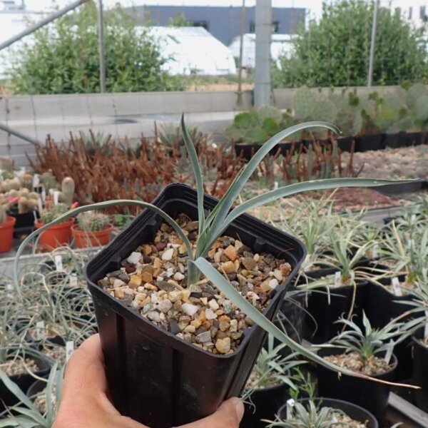 Yucca elata LZ 2077  (dw)