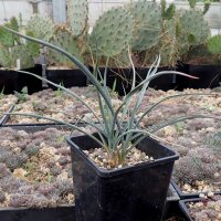 Yucca elata LZ 2077  (dw)