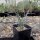 Yucca elata LZ 2077  (dw)