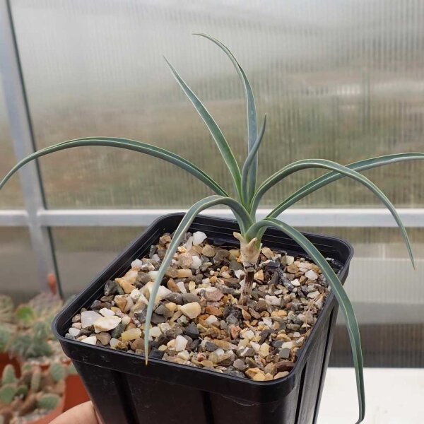 Yucca angustissima LZ 2074  (dw)