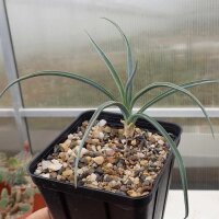 Yucca angustissima LZ 2074  (dw)