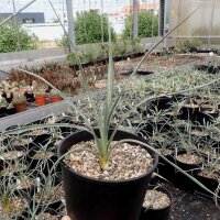 Yucca angustissima LZ 2074  (dw)