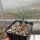 Yucca angustissima LZ 2074  (dw)