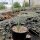 Yucca angustissima LZ 2074  (dw)