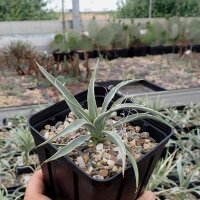 Yucca angustissima f. Torrey LZ 2047  (dw)