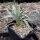 Yucca angustissima f. Torrey LZ 2047  (dw)