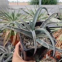 Yucca baccata LZ 2072  (dw)