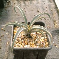 Yucca baccata LZ 2072  (dw)