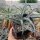 Yucca baccata LZ 2072  (dw)