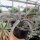 Yucca baccata LZ 2072  (dw)