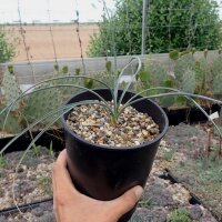 Yucca elata LZ 2080  (dw)