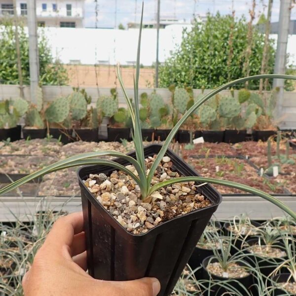 Yucca elata v. verdiensis LZ 2075  (dw)