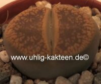 Lithops aucampiae v. aucampiae C 333