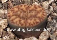 Lithops bromfieldii v. bromfieldii C 279