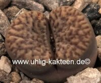 Lithops bromfieldii v. insularis C 057