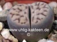 Lithops dinteri ssp. multipunctatat C 326