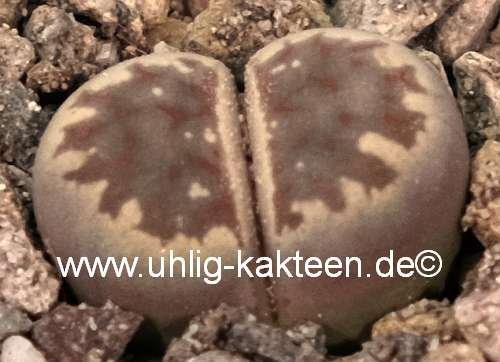 Lithops dorotheae C 300