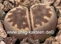 Lithops dorotheae C 300