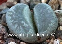 Lithops herrei C 361