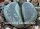 Lithops herrei C 361