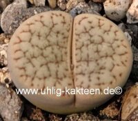 Lithops hookeri v. dabneri