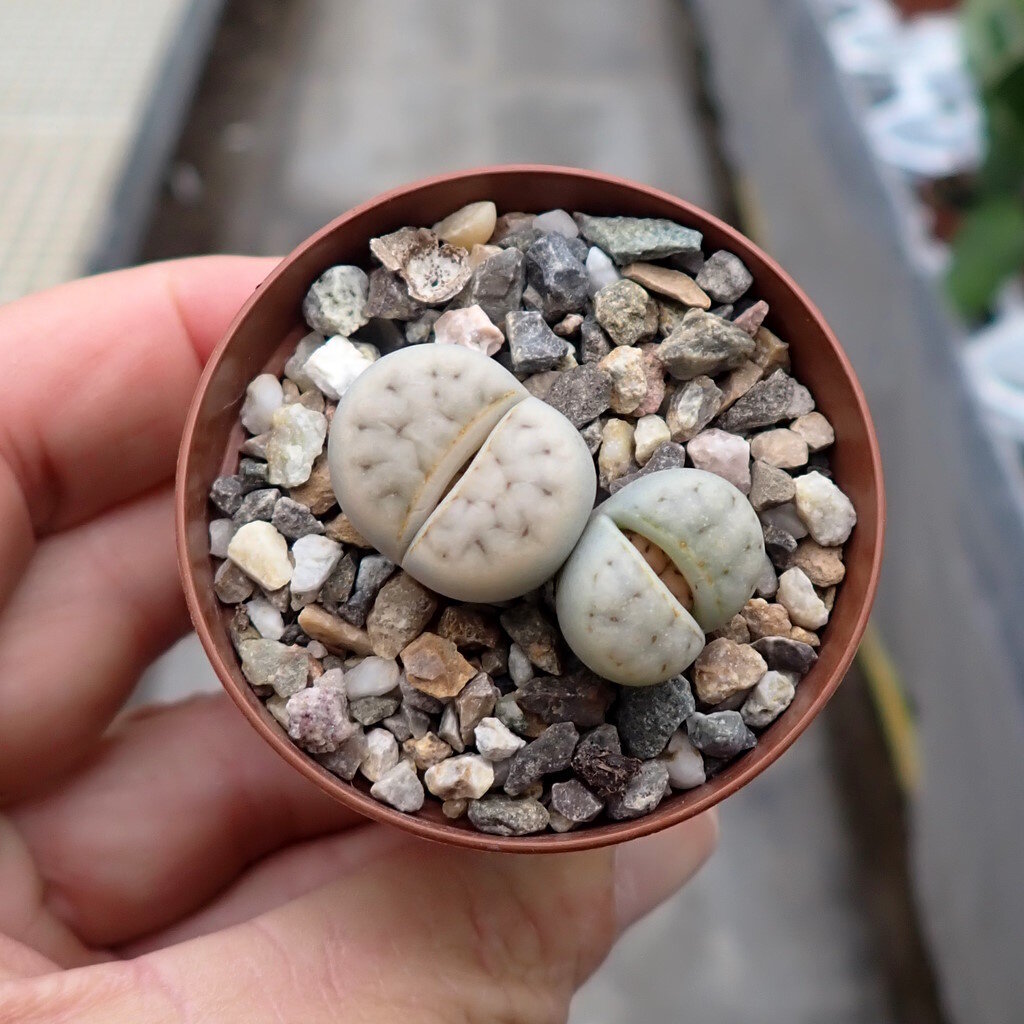 Lithops karasmontana ssp. karasmontana v. mickbergensis C 327 oder Le ...