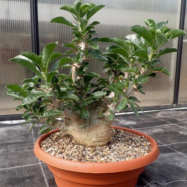 Pachypodium lealii ssp. saundersii XL