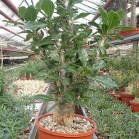 Pachypodium lealii ssp. saundersii XL