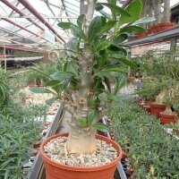 Pachypodium lealii ssp. saundersii XL