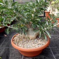 Pachypodium lealii ssp. saundersii XL