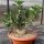 Pachypodium lealii ssp. saundersii XL