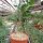 Pachypodium lealii ssp. saundersii XL