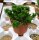 Crassula cv. Estagnol