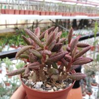 Adromischus marianiae v. antidorcatum