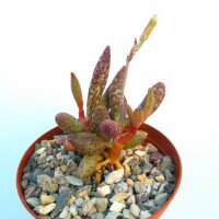 Adromischus marianiae v. antidorcatum