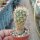 Gymnocactus horripilus v. wrobelianus CITES, not outside EU