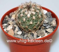 Gymnocactus saueri v. nelissae Mexico, Bustamante CITES,...