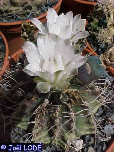 Gymnocalycium damsii (anisitsii)