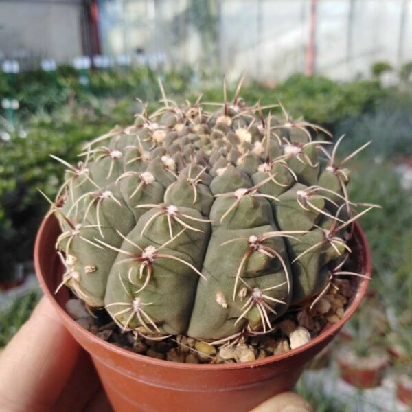 Gymnocalycium quehlianum v. flavispinum P 180