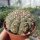 Gymnocalycium quehlianum v. flavispinum P 180
