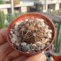 Gymnocalycium spegazzinii v. punillense TOM06-81/1