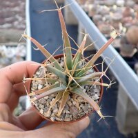 Leuchtenbergia principis v. trachythele