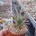 Leuchtenbergia principis v. trachythele