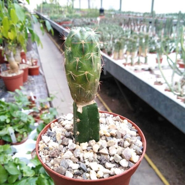 Neowerdermannia vorwerkii gepfr.