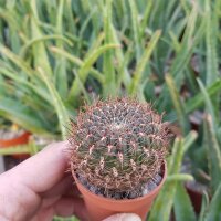 Sulcorebutia purpurea v. purpurea fa. HS 25a
