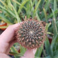 Sulcorebutia purpurea v. purpurea fa. HS 25a