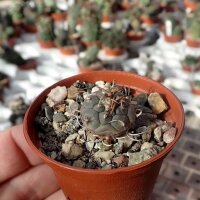 Turbinicarpus polaskii La Bonita CITES, not outside EU