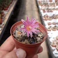 Turbinicarpus valdezianus CITES, not outside EU